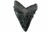 Serrated, Fossil Megalodon Tooth - South Carolina #231762-2